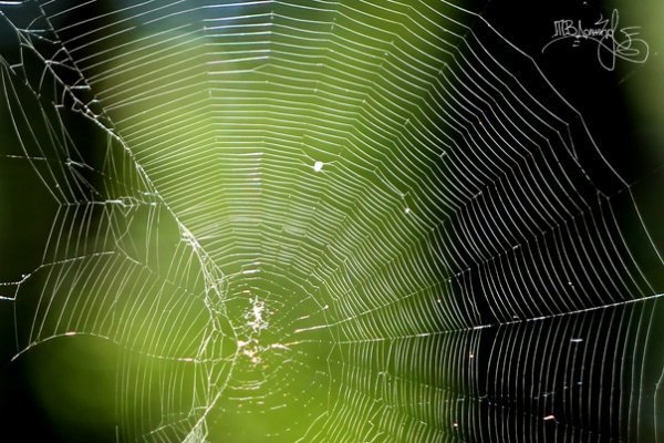 Фотовиставка Тетяни Должко